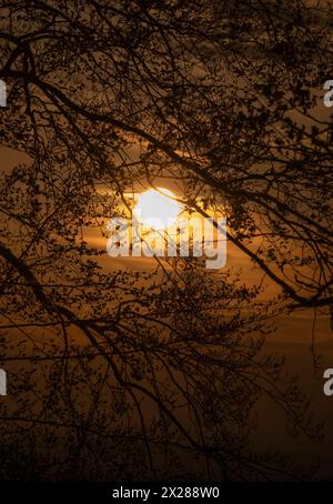The spring sun setting over Worcestershire seen through trees in a woodland near Bromsgrove, England. Stockfoto