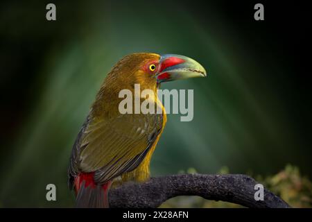 Ein Safran-Toucanet (Pteroglossus bailloni) im Atlantischen Wald im Südosten Brasiliens. Stockfoto