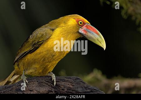 Ein Safran-Toucanet (Pteroglossus bailloni) im Atlantischen Wald im Südosten Brasiliens. Stockfoto