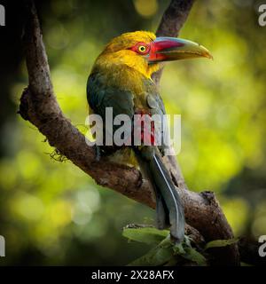 Ein Safran-Toucanet (Pteroglossus bailloni) im Atlantischen Wald im Südosten Brasiliens. Stockfoto