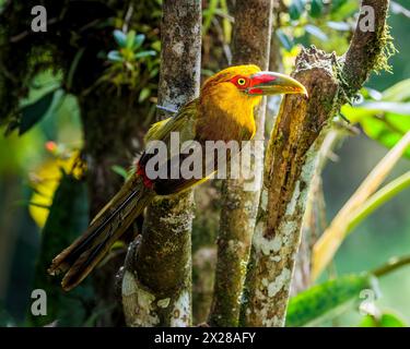 Ein Safran-Toucanet (Pteroglossus bailloni) im Atlantischen Wald im Südosten Brasiliens. Stockfoto