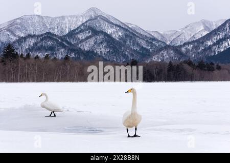 Zwei Whooper-Schwäne auf gefrorenem geothermischen See in Hokkaido, Japan, mit winterlicher Berglandschaft im Hintergrund Stockfoto