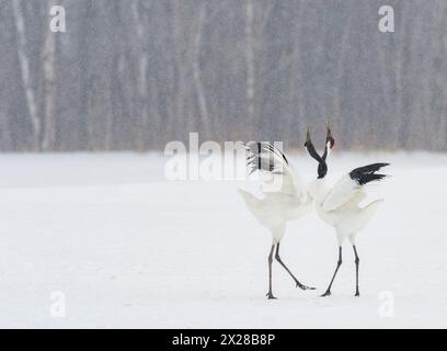 Zwei japanische Rotkräne tanzen mit Hälsen in verschneiten Winterszenen Stockfoto