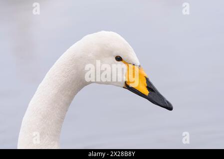 Enges Porträt eines Whooper-Schwans mit sauberem, weichem Hintergrund, der nach rechts aussieht Stockfoto