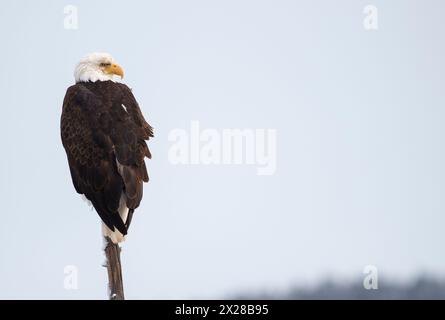 Der Weißkopfseeagle steht auf einem Stumpf im Yellowstone-Nationalpark, Platz für Kopien rechts Stockfoto