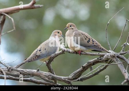 Zwei Trauertauben (Zenaida macroura) sitzen auf einer Ranch vor einem grünen Hintergrund. Stockfoto