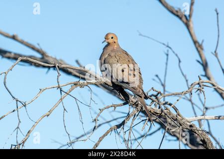 Eine Trauertaube (Zenaida macroura) sitzt auf einem Ast im frühen Morgenlicht. Stockfoto