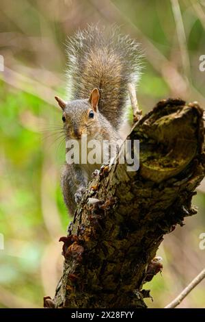 Eichhörnchen klettern auf gefallenem Baumstamm im Wald und posieren für die Kamera Stockfoto