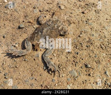 Eine getrocknete Leiche eines Frosches, Kröte, auf der Straße Stockfoto