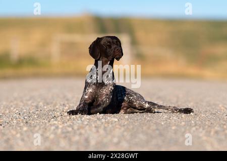 Deutsche Kurzhaarige Zeiger ( GSP ) leberroan und Zeckenhaar. Posieren Sie für Porträts in einer Nebenstraße in den Prärien im Süden Albertas. Stockfoto