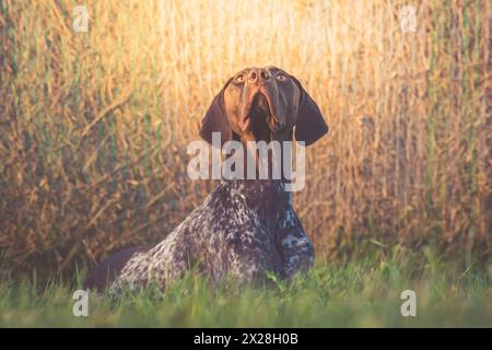 Deutsche Kurzhaarige Zeiger ( GSP ) leberroan und Zeckenhaar. Die Tauben auf der Ranch fliegen zu sehen. Stockfoto