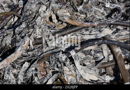 Seetang (Ecklonia maxima) trocknet am Strand Stockfoto