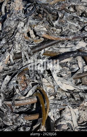 Seetang (Ecklonia maxima) trocknet am Strand Stockfoto