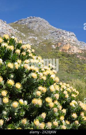 Baumkissen (Leucospermum conocarpodendron) Blüten Stockfoto