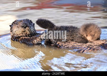 Mami Sea Otter schwimmt mit Baby auf ihrem Bauch Stockfoto