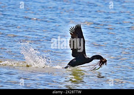 Doppelwandiger Kormoran, der mit Nestunkraut über Wasser fliegt Stockfoto