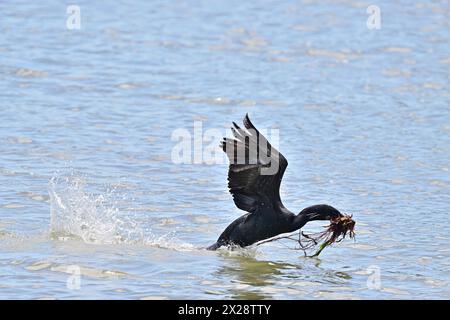 Doppelwandiger Kormoran, der mit Nestunkraut über Wasser fliegt Stockfoto