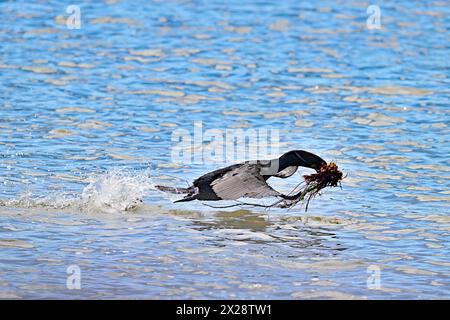 Doppelwandiger Kormoran, der mit Nestunkraut über Wasser fliegt Stockfoto