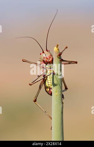 Eine afrikanische Panzergrille (Familie Bradyporidae), die auf einer Pflanze im südlichen Afrika sitzt Stockfoto