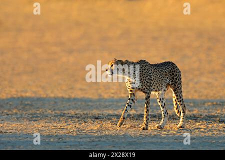 Ein Gepard (Acinonyx jubatus), der in der Kalahari-Wüste in Südafrika auf der Pirsch ist Stockfoto