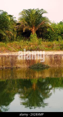 Reflexion von Bäumen in einem Teich, ausgegrabenes Land mit Wasser Stockfoto