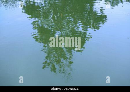 Reflexion von Bäumen in einem Teich, ausgegrabenes Land mit Wasser Stockfoto