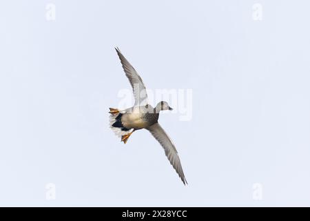 Gadwall Anas strepera, männliche Erwachsene fliegen, Minsmere RSPB Reserve, Suffolk, England, April Stockfoto