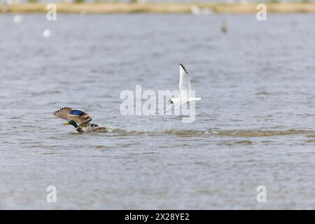 Schwarzkopfmöwe Larus ridibundus, Sommergefieder erwachsen, jagd Mallard Anas platyrhynchos, erwachsener Rüde, Minsmere RSPB Reserve, Suffolk, England, Apr Stockfoto