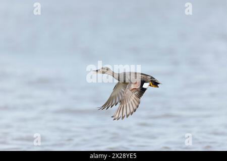 Gadwall Anas strepera, männliche Erwachsene fliegen, Minsmere RSPB Reserve, Suffolk, England, April Stockfoto