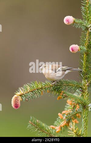 Fringilla Coelebs, erwachsenes Weibchen auf Kiefer mit frischen Kegeln, Suffolk, England, April Stockfoto