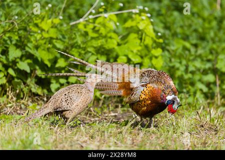 Fasan Phasianus colchicus, erwachsenes Paar, männlich, weiblich, Suffolk, England, April Stockfoto