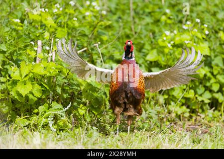 Fasan Phasianus colchicus, Erwachsene männliche flatternde Flügel in Ausstellung, Suffolk, England, April Stockfoto