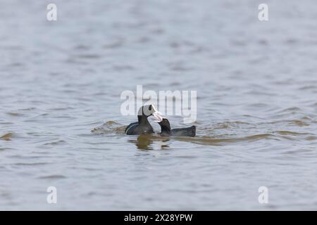 Eurasian Coot Fulica atra, erwachsenes Paar schwimmt mit offenen Schnäbeln während des Balzverhaltens, RSPB Minsmere Reserve, Suffolk, England, April Stockfoto