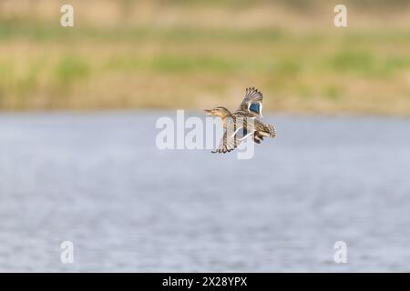 Stocktier Anas platyrhynchos, Erwachsene weibliche Anrufe im Flug, Minsmere RSPB Reserve, Suffolk, England, April Stockfoto