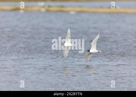 Mittelmeermöwe Larus melanocephalus, 2 Zuchtgefieder fliegende Erwachsene, Minsmere RSPB Reserve, Suffolk, England, April Stockfoto