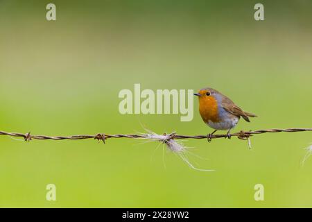 Europäischer robin Erithacus rubecula, Erwachsener auf Stacheldraht, Suffolk, England, April Stockfoto