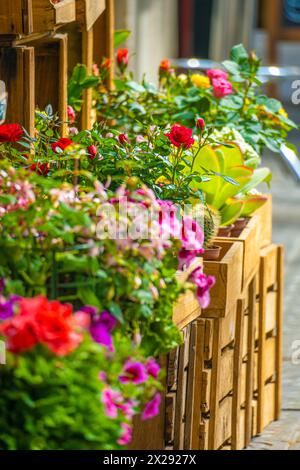 Blumen und Rosen in Töpfen und Holzkisten vor einem Blumenladen oder Blumenladen auf dem Bürgersteig einer Straße Stockfoto