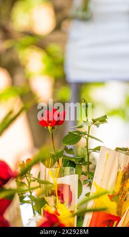 Detail einer Rose und eines Blütenblattes an einem Blumen- und Buchstand auf einem traditionellen katalanischen Ferienmarkt mit vielen Leuten, die im Hintergrund spazieren gehen und schauen Stockfoto