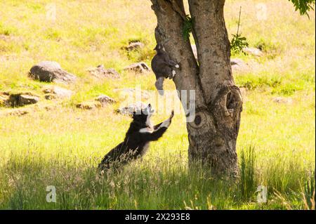 Ein Hund jagt eine Katze auf einem Baum Stockfoto