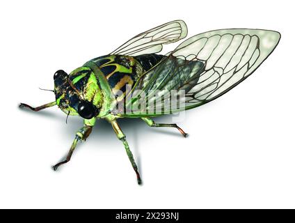 Cicada oder Cicala-Käfer auf weißem Hintergrund nach einem langen Winterschlaf im Untergrund als Symbol für Natur und Entomologie-Ausbildung für große Käfer. Stockfoto