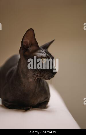 Anmutige Sphinxkatze Stockfoto