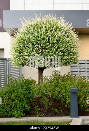 Japanische Weide Salix integra „Hakuro-Nishiki“ oder gefleckte Weide im Garten eines Wohnkomplexes in Sofia, Bulgarien, Osteuropa, EU Stockfoto