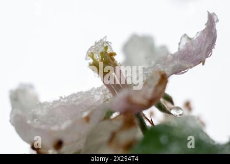 21. April 2024, Bayern, Wüstenwelsberg: Eiskristalle liegen auf der Blüte eines Apfelbaums. Das Wetter bleibt wechselhaft. Die Obstbauern fürchten sich wegen des erneuten Kälteeinbruchs um ihre Ernte. Foto: Pia Bayer/dpa Stockfoto