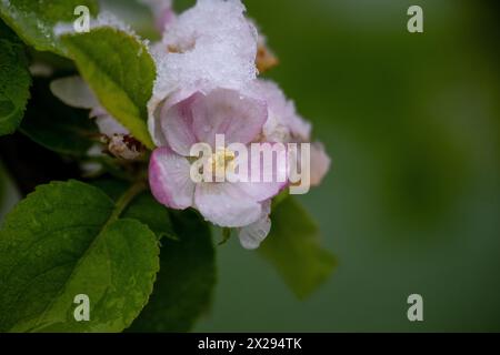 21. April 2024, Bayern, Wüstenwelsberg: Eiskristalle liegen auf den Blüten und Blättern eines Apfelbaums. Das Wetter bleibt wechselhaft. Die Obstbauern fürchten sich wegen des erneuten Kälteeinbruchs um ihre Ernte. Foto: Pia Bayer/dpa Stockfoto