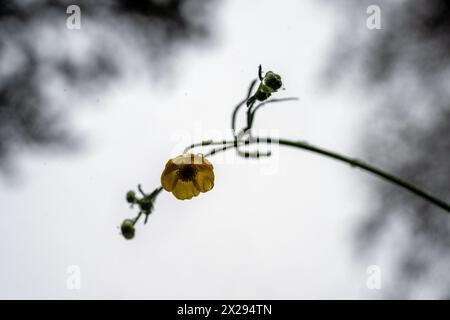 21. April 2024, Bayern, Wüstenwelsberg: Schneekristalle auf einer Butterblume tauen auf, wenn mehr Schnee fällt. Das Wetter bleibt wechselhaft. Foto: Pia Bayer/dpa Stockfoto