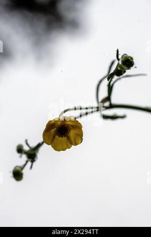 21. April 2024, Bayern, Wüstenwelsberg: Schneekristalle tauen auf einer Butterblume auf. Das Wetter bleibt wechselhaft. Foto: Pia Bayer/dpa Stockfoto