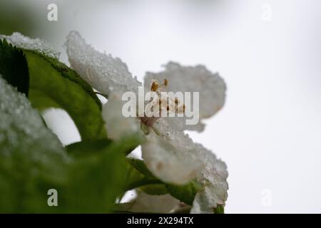 21. April 2024, Bayern, Wüstenwelsberg: Eiskristalle liegen auf der Blüte eines Apfelbaums. Das Wetter bleibt wechselhaft. Die Obstbauern fürchten sich wegen des erneuten Kälteeinbruchs um ihre Ernte. Foto: Pia Bayer/dpa Stockfoto