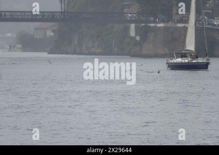 Touristen in einem Vergnügungssegelboot, das an einem sehr nebeligen und regnerischen Tag entlang des Douro River segelt, mit Möwen neben ihnen, fliegen und Fische fangen in wa Stockfoto