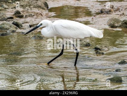 Der kleine Egret (Egretta garzetta) Agia Varvara, Zypern Stockfoto