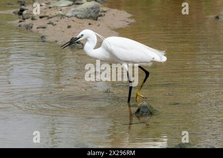 Der kleine Egret (Egretta garzetta) Agia Varvara, Zypern Stockfoto